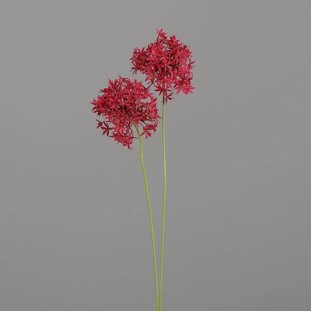 ALLIUM mit zwei Blüten