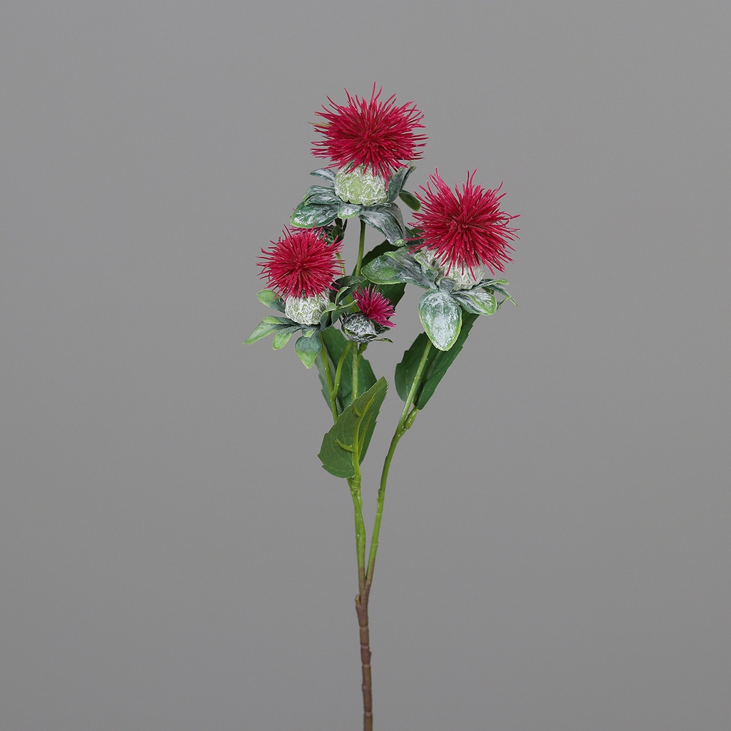 KUGELDISTEL dunkelpink
