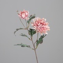 CRYSANTHEME mit 2 Blüten