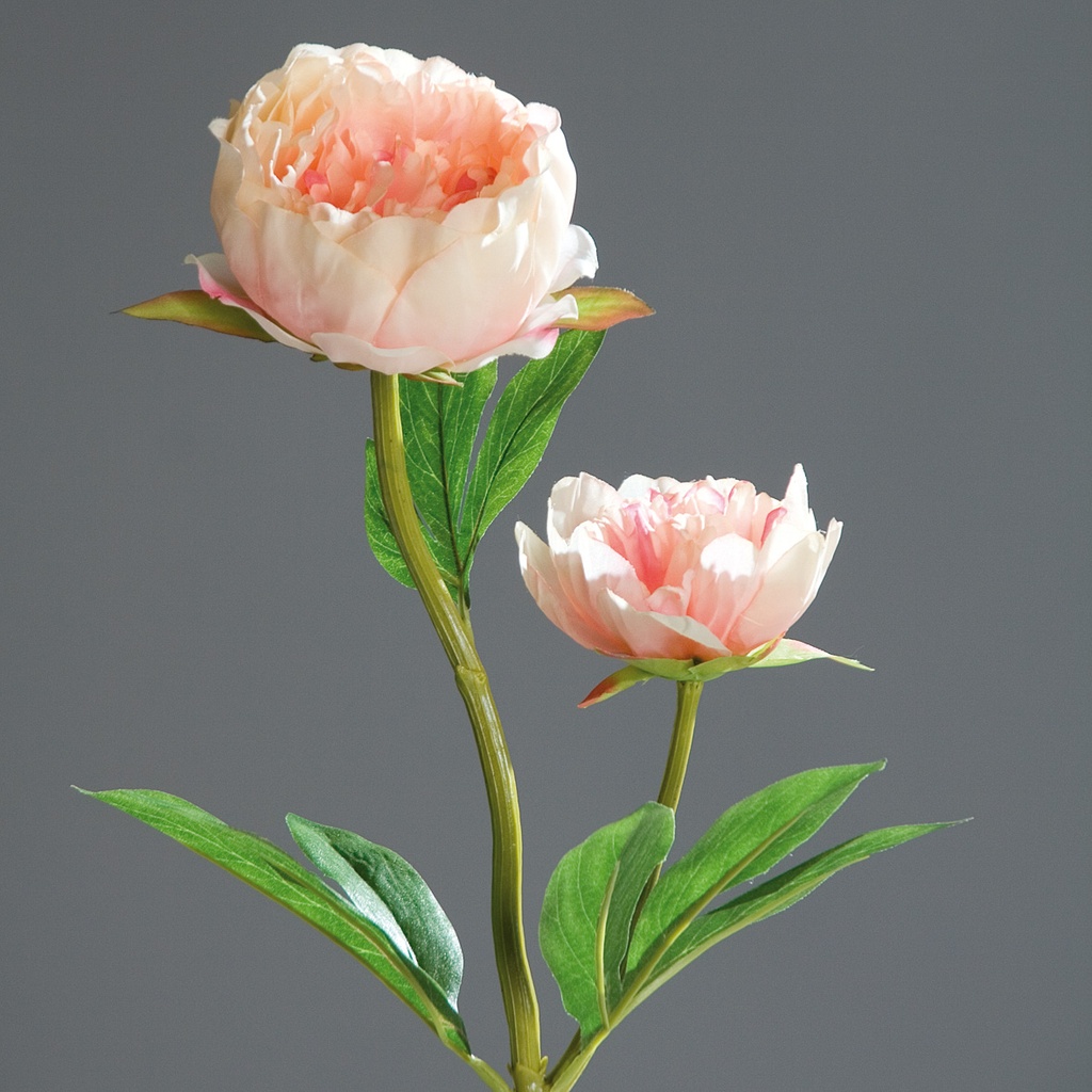 Pfingstrose peach 60cm