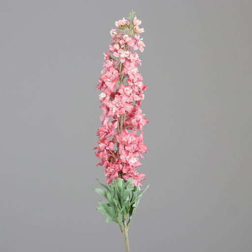[P0015126] DELPHINIUM mauve