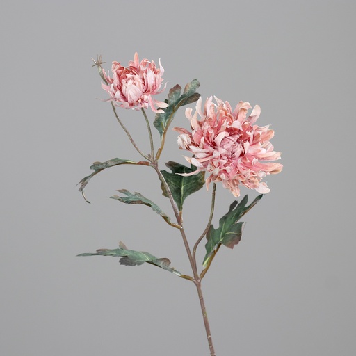 [P0016733] CRYSANTHEME mit 2 Blüten