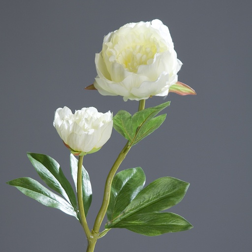 [P0006953] Pfingstrose cream 60cm